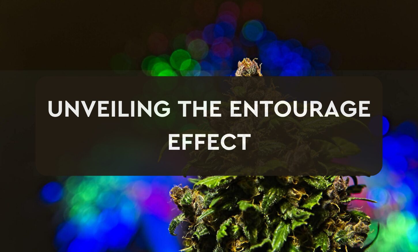 Unveiling The Entourage Effect A Journey Through Cannabis Cannabis