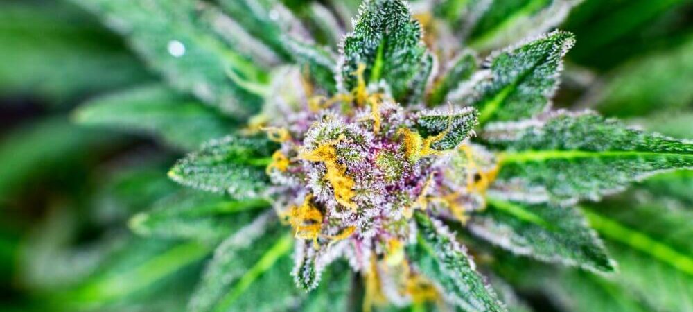 Cannabis Flowers