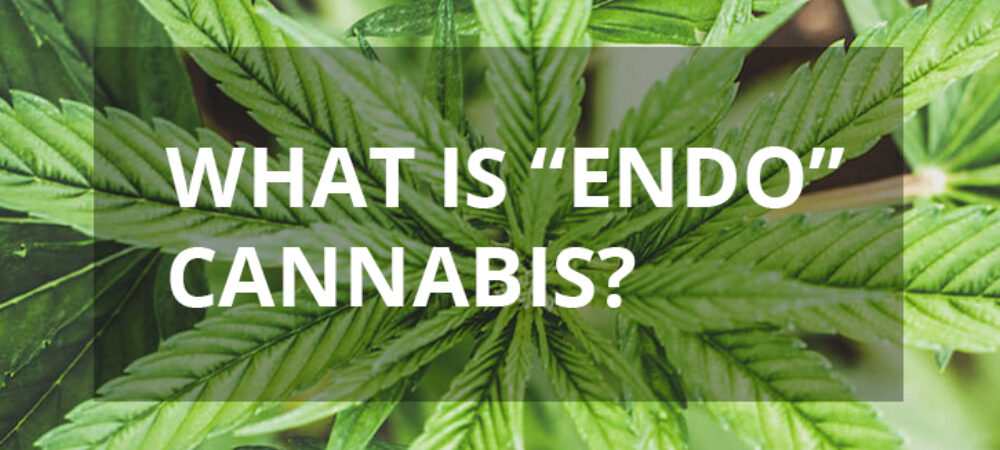 Endo Cannabis