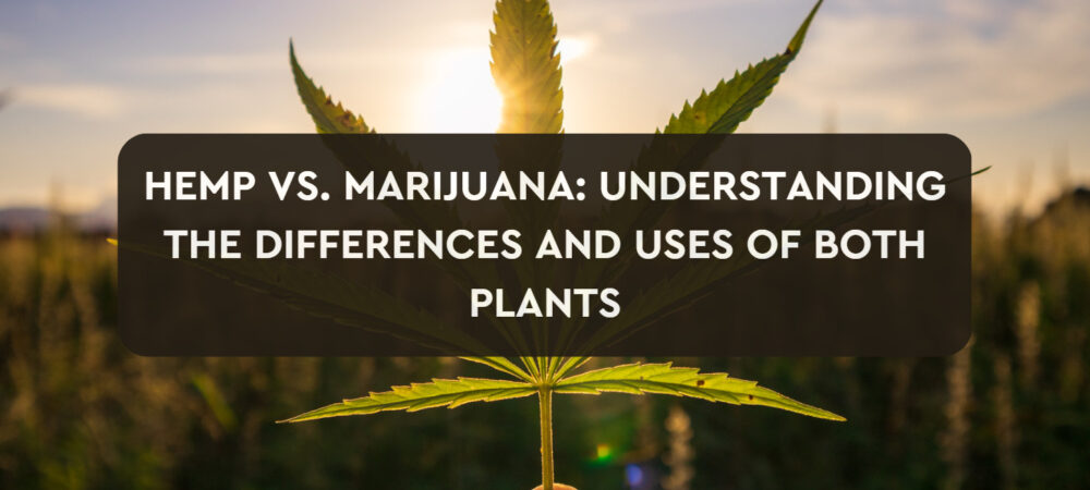 Hemp-vs-Marijuana-Understanding the Differences and Uses of Both Plants