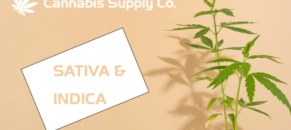 Sativa and Indica